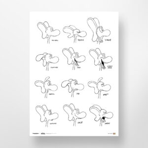 Diplodocus - Diplodocus' Expressions